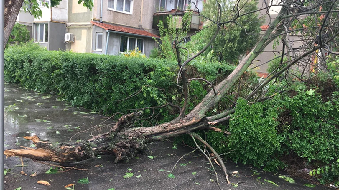 Furtuni de vară: Grindină, copaci rupţi, acoperişuri smulse de vânt FOTO VIDEO