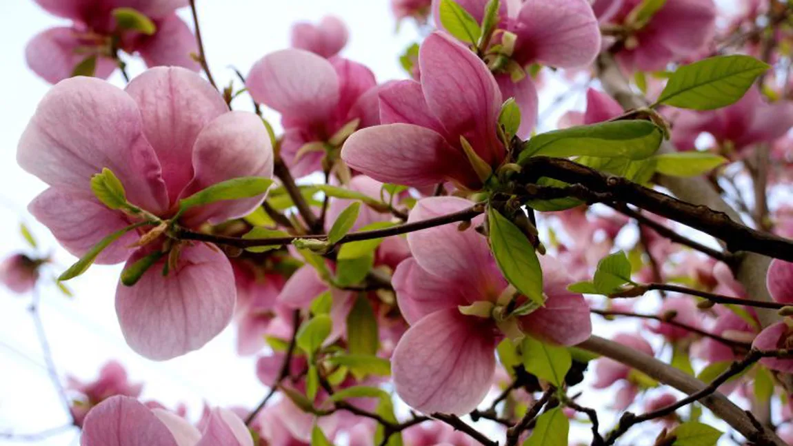 MESAJE DE FLORII. Cele mai frumoase urări de Florii 2019