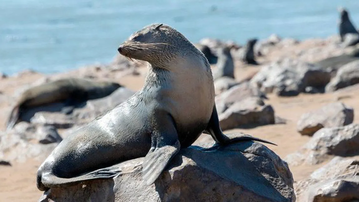 Poluarea face ravagii în fauna marină. O focă este salvată, după ce a fost găsită cu o frânghie de plastic în jurul gâtului VIDEO