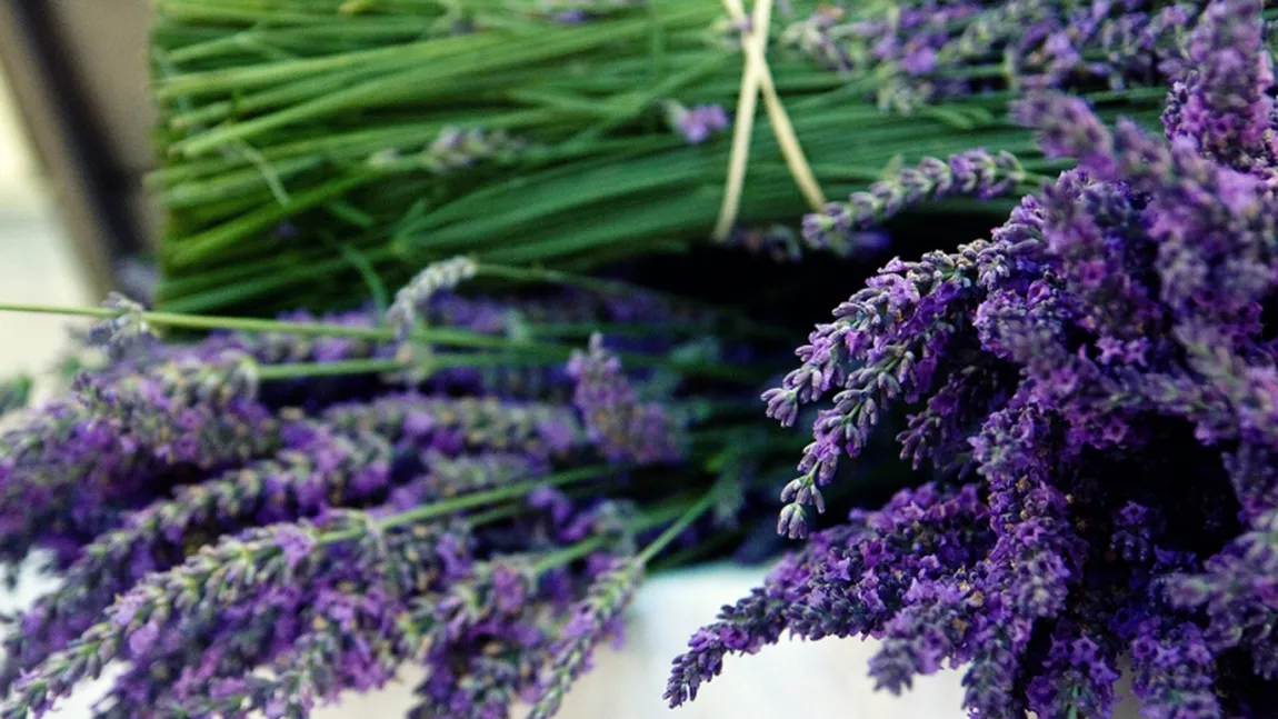 Lavanda. Planta minune cu peste 100 de utilizari. Beneficii si contraindicatii