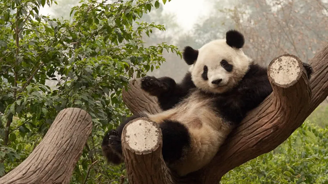 O pereche de urşi panda au ajuns la grădina zoologică din Copenhaga