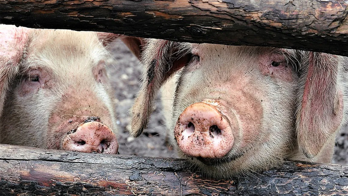 Anunţ îngrijorător! Există riscul ca României să i se interzică să exporte carne şi produse din carne de porc în UE