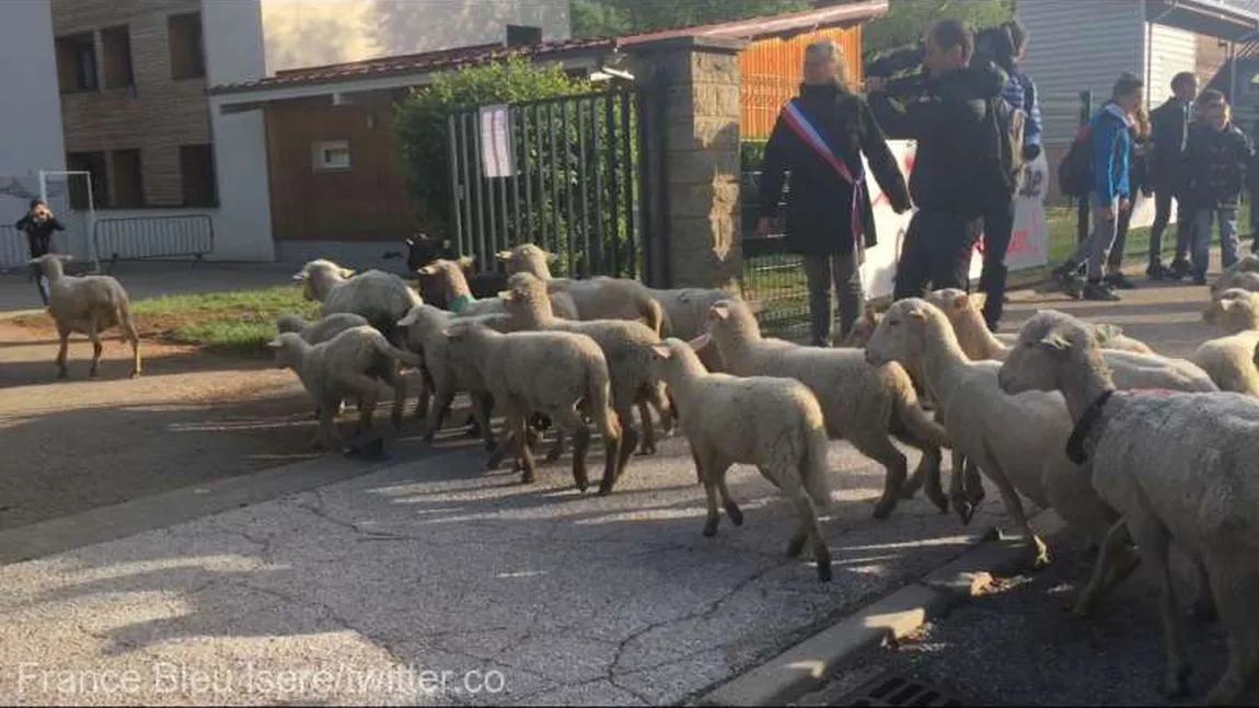 15 oi, înscrise la o şcoală primară pentru că nu erau suficienţi elevi