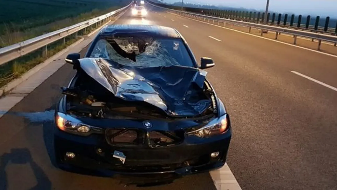 Accident provocat de un cerb, pe Autostrada Aiud - Turda. Şoferul nu a putut evita impactul