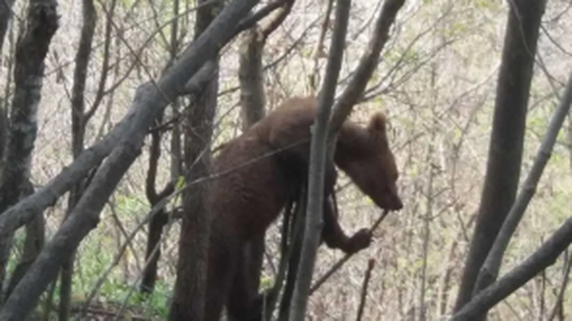 Cum arată bărbatul care a petrecut o lună în bârlogul ursului. Bestia îi fracturase coloana VIDEO