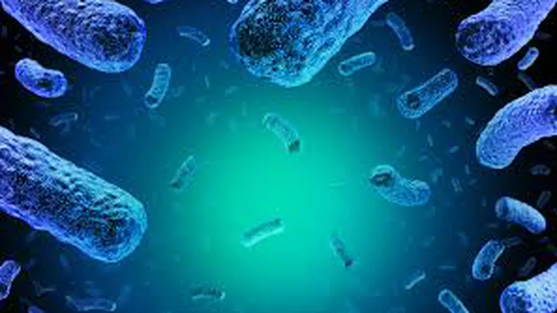 Alertă de infecţie cu listeria în sandvişurile preambalate. Trei persoane au murit