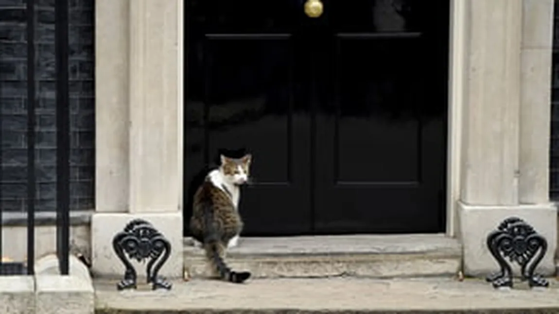 Larry, locatarul patruped din Downing Street, a provocat 