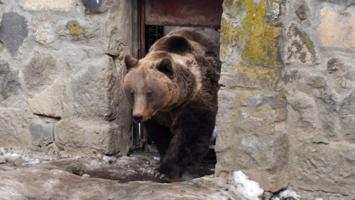 Un urs a alergat prin curtea şcolii, în Mureş. Copiii s-au speriat, chiar dacă l-au văzut numai pe geam