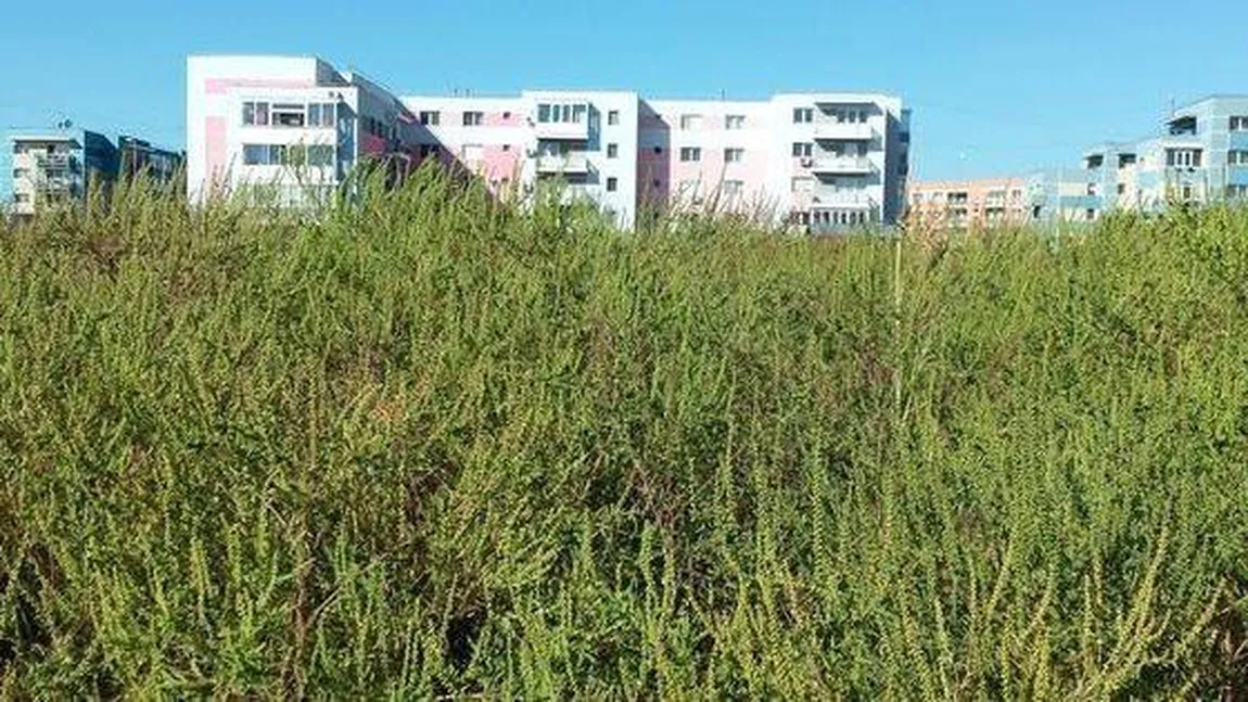 Amenzi uriaşe pentru proprietarii de terenuri cu ambrozie