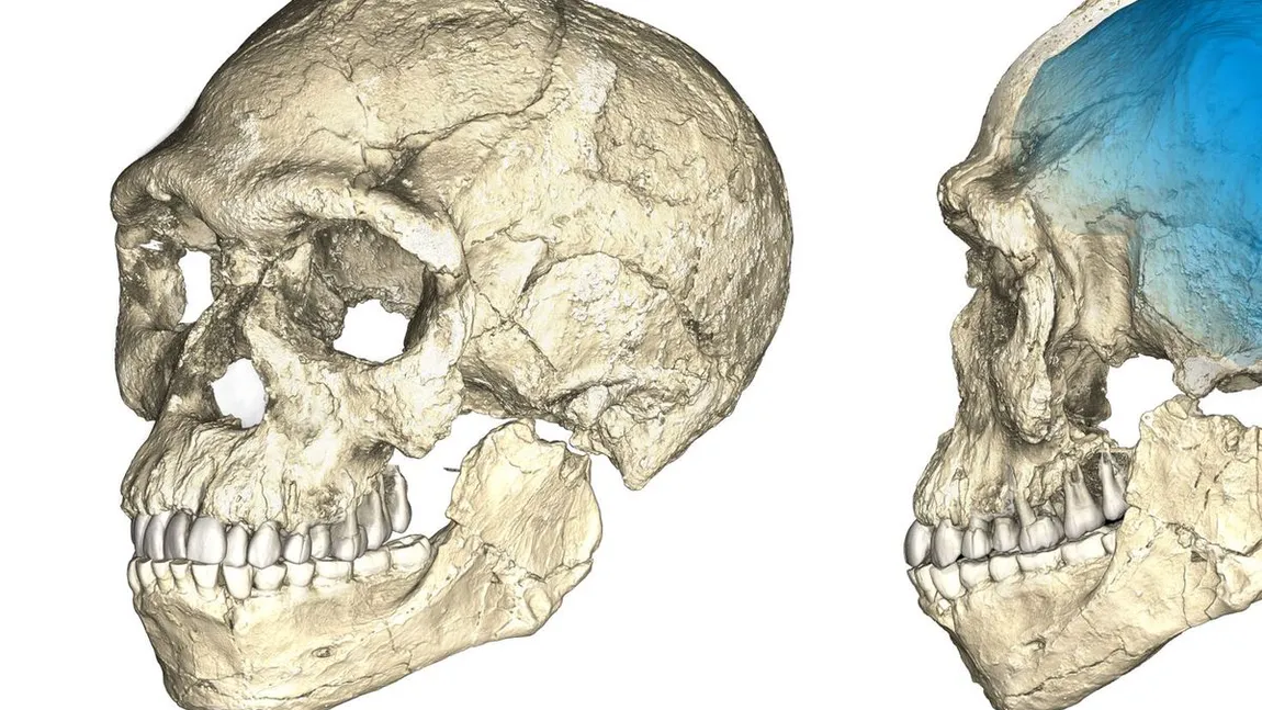 Fosile ale celui mai vechi Homo sapiens non-african, identificat în Europa