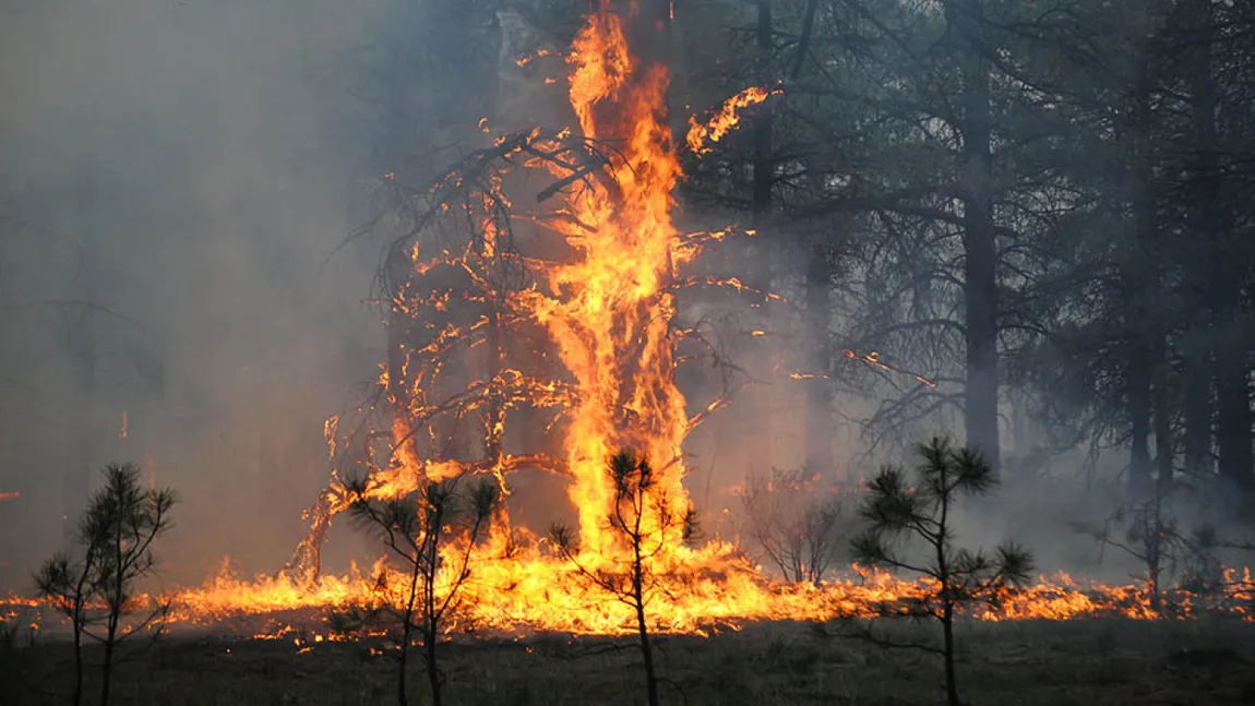 Arde Siberia. Armata intervine împotriva incendiilor forestiere care au cuprins regiunea