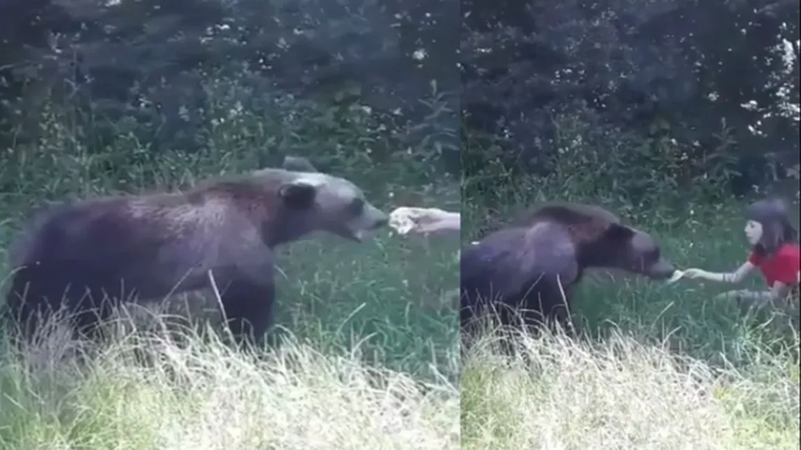 Imagini şocante surprinse pe Transfăgărăşan. O fetiţă hrăneşte un urs din palmă  VIDEO