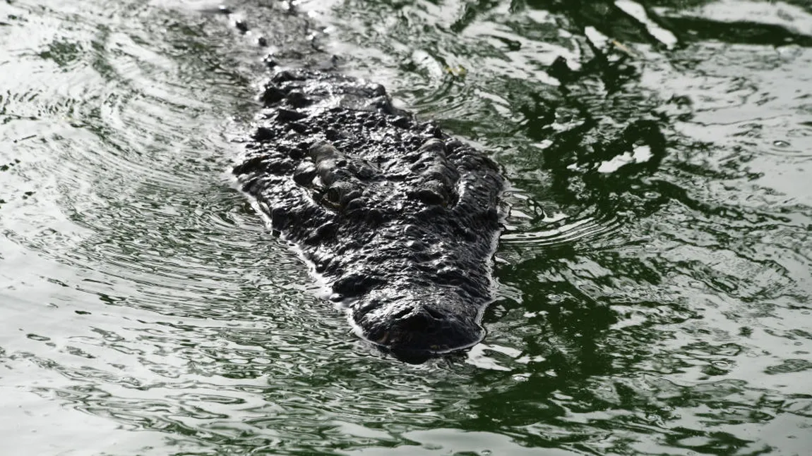 Un crocodil a urcat pe mal şi i-a mâncat peştele unui pescar, chiar din undiţă. Scene uluitoare, filmate întâmplător VIDEO