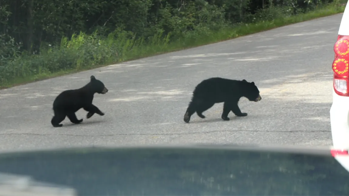 Atenţie şoferi, animale sălbatice pe şosea! Doi pui de urs, loviţi de o maşină în apropiere de Praid