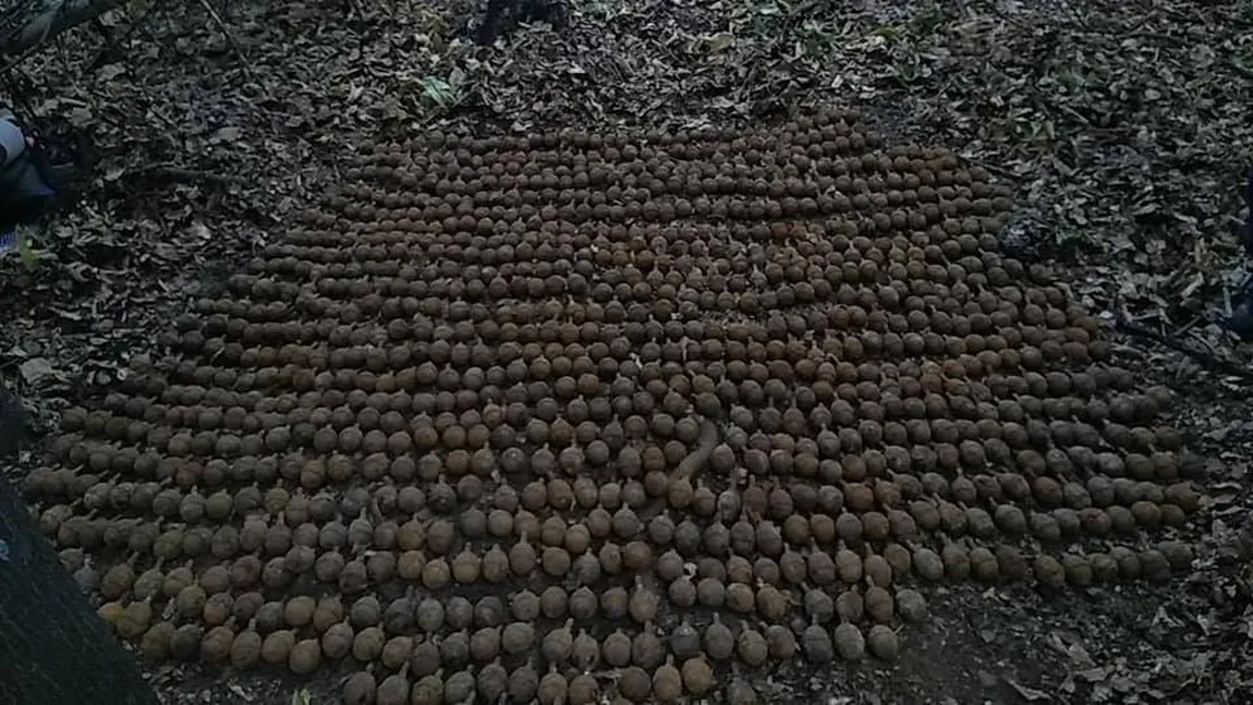 Peste 1.000 de grenade germane din Primul Război Mondial, descoperite în Vrancea