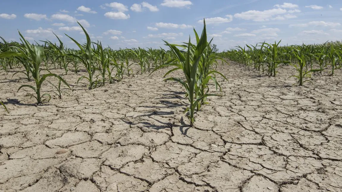 Bani de la stat pentru agricultori. Fermierii afectaţi de secetă vor primi o sumă forfetară