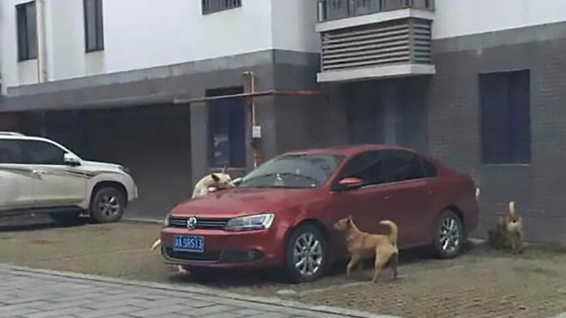 Un şofer a bătut un câine, dar nu va uita niciodată răzbunarea acestuia. Ce a urmat  a devenit viral VIDEO