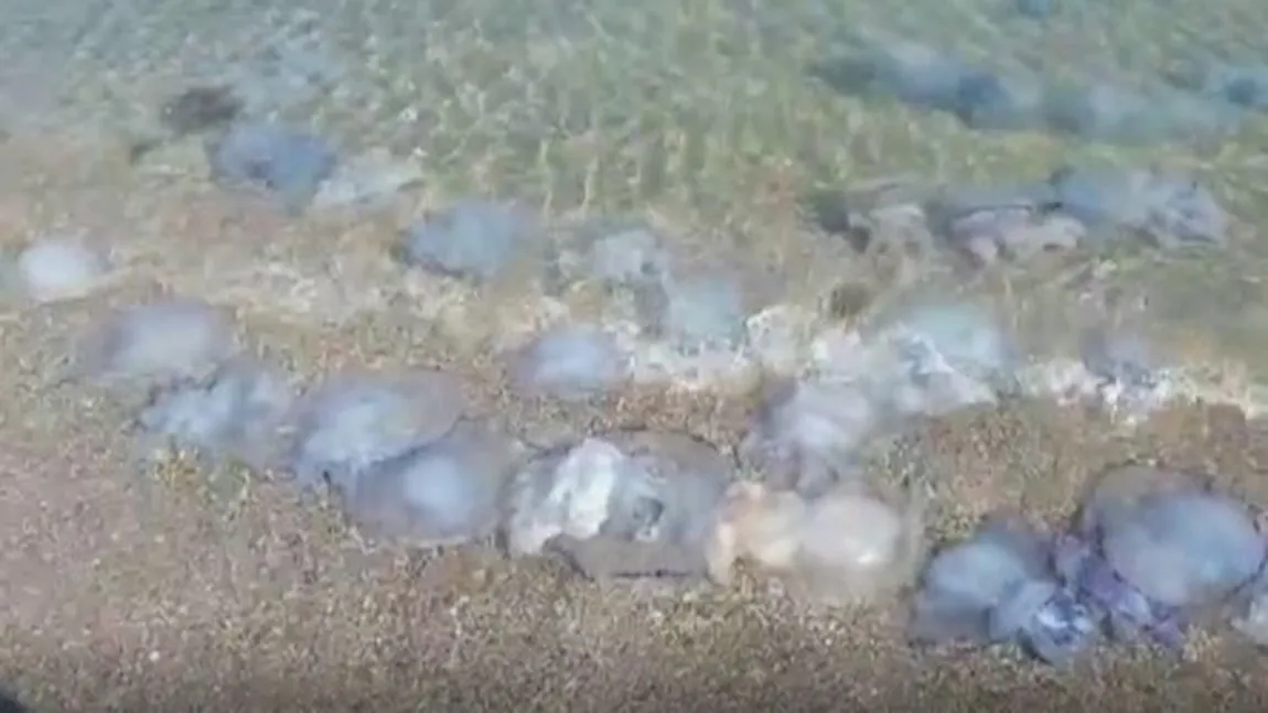 Apariţie surprinzătoare pe litoralul românesc. Invazie de meduze albastre, la malul Mării Negre VIDEO