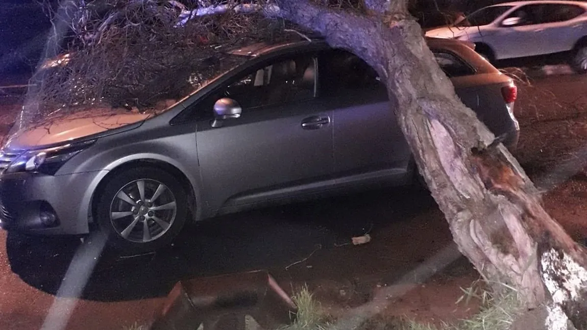 Accidente grave din cauza vremii în ultimele ore. Copac căzut pe maşină în Constanţa, bărbat mort după o depăşire riscantă