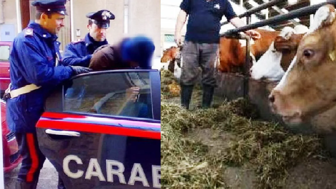 Interlop român, prins într-un grajd în Italia. Ca să-şi piardă urma, se angajase ca văcar