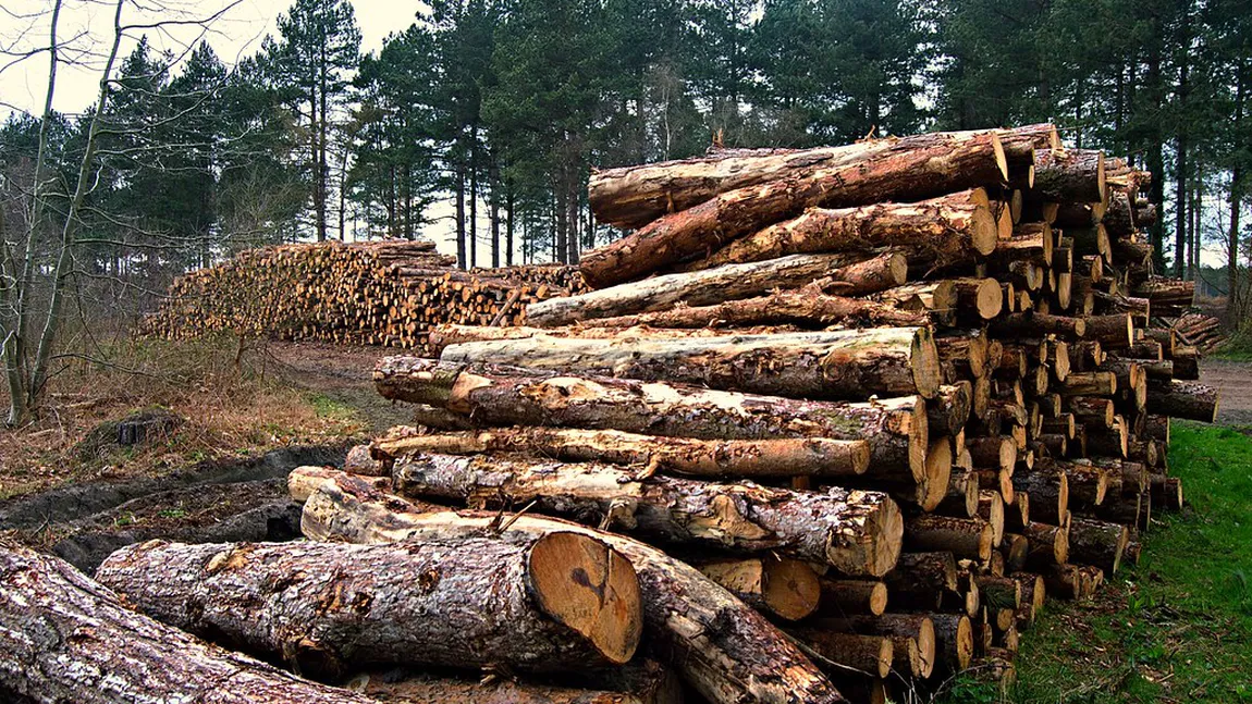 Mafia lemnului din România, serial pe Netflix. Tăietorii de lemne au vrut să lichideze echipa de filmare, dezvăluiri cutremurătoare