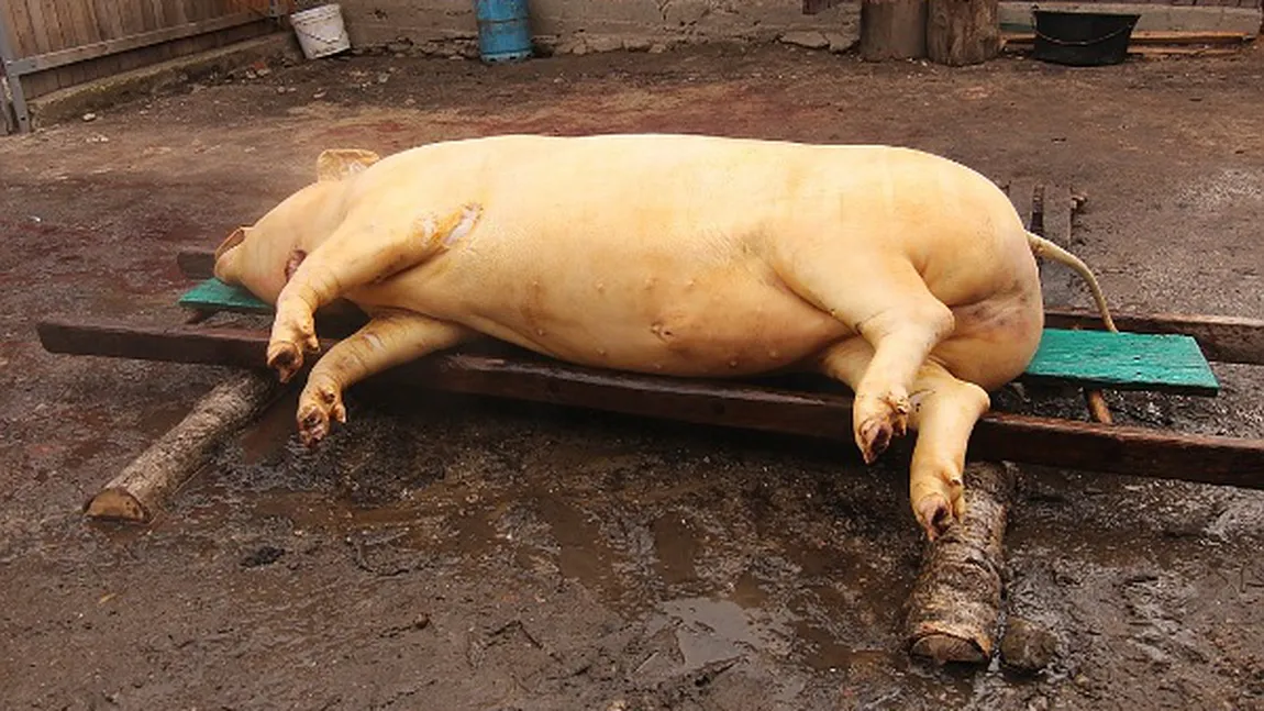 De anul acesta porcii se vor tăia doar cu medicul veterinar în curte. Ţăranii sunt nemulţumiţi de decizia autorităţilor VIDEO