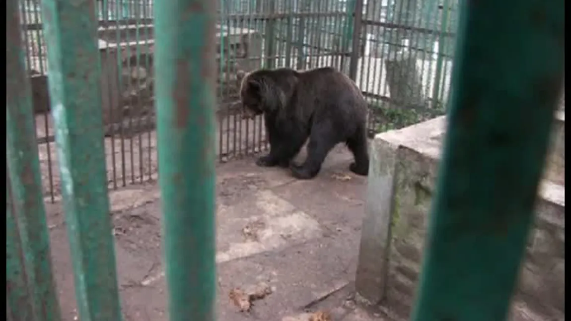 Ursoaica Roxana, eliberată după 12 ani de chin în cuşcă. Situaţia sa devenise inacceptabilă VIDEO