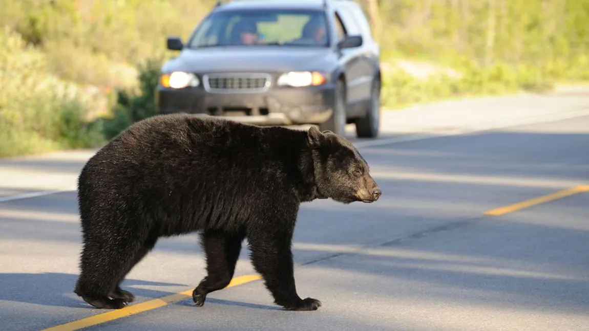 Urşii din România, subiect de reportaj pe BBC. 