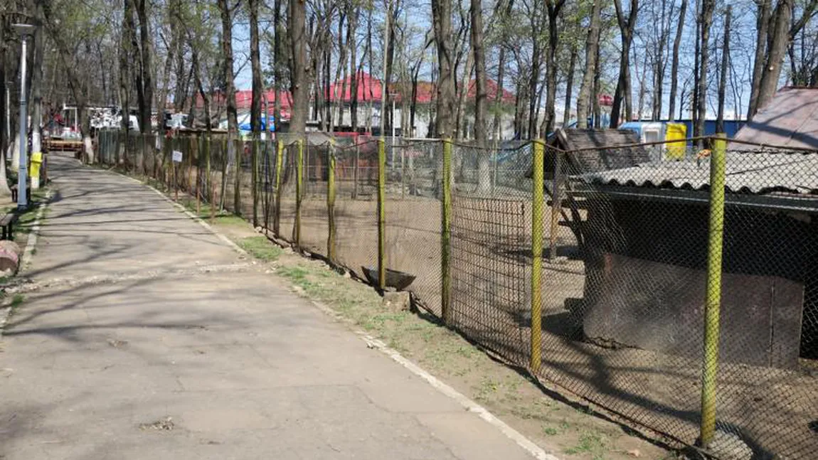A început uciderea animalelor la grădina zoologică din Brăila. Caz şocant în România