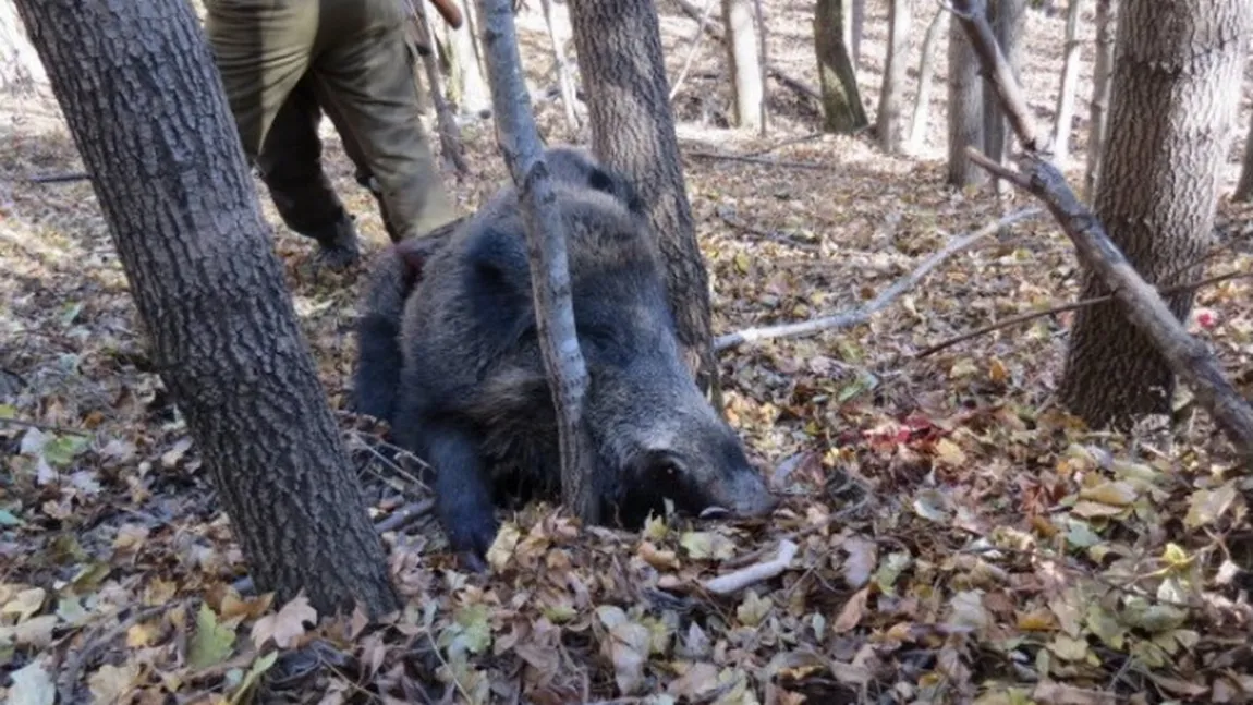 Atenţie, imagini şocante! Bărbat atacat de un porc mistreţ. Clipe de groază surprinse cu telefonul chiar de vânător