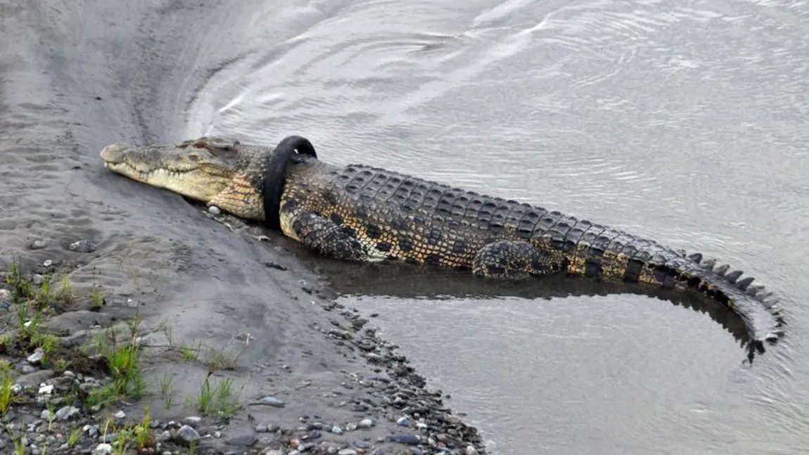 Anunţ pentru vânătorii de crocodili, se oferă o recompensă uriaşă. O reptilă de patru metri a rămas cu gâtul înţepenit într-o anvelopă