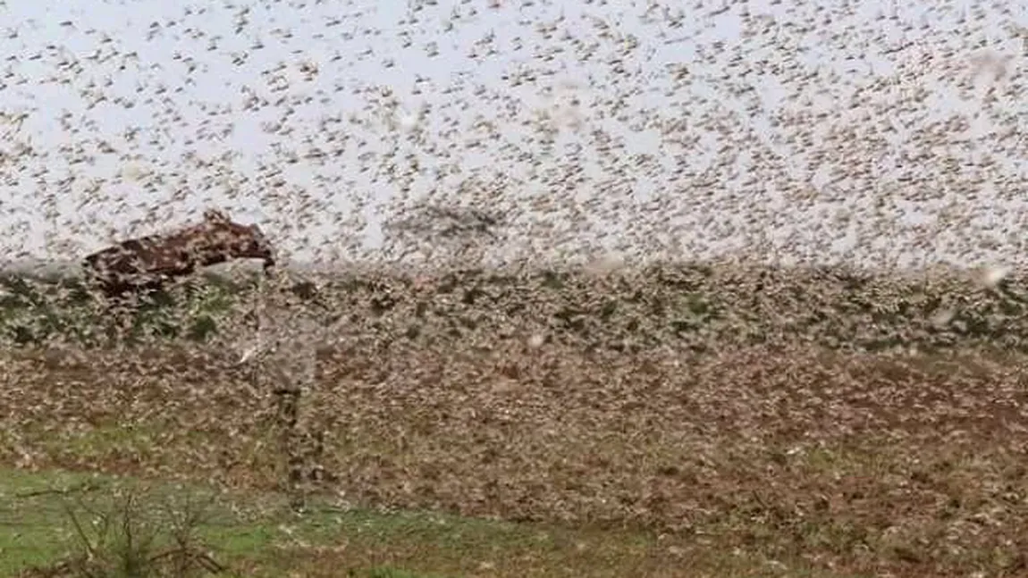 Cea mai mare invazie de lăcuste din Africa ultimilor 25 de ani a înnegrit cerul VIDEO