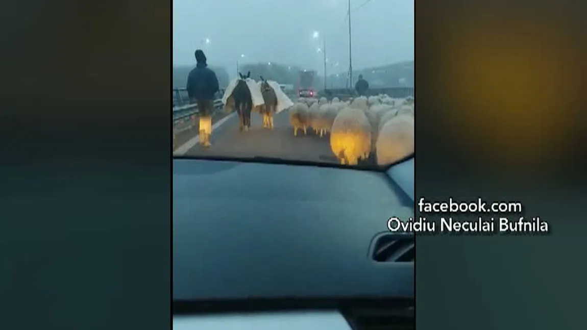 Imagini uluitoare pe autostrada Bucureşti-Constanţa! Un şofer a filmat sute de oi pe şosea