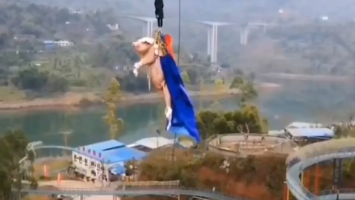 Porcul zburător! Un parc de distracţii din China e aspru criticat după ce a obligat un porc să facă bungee jumping VIDEO