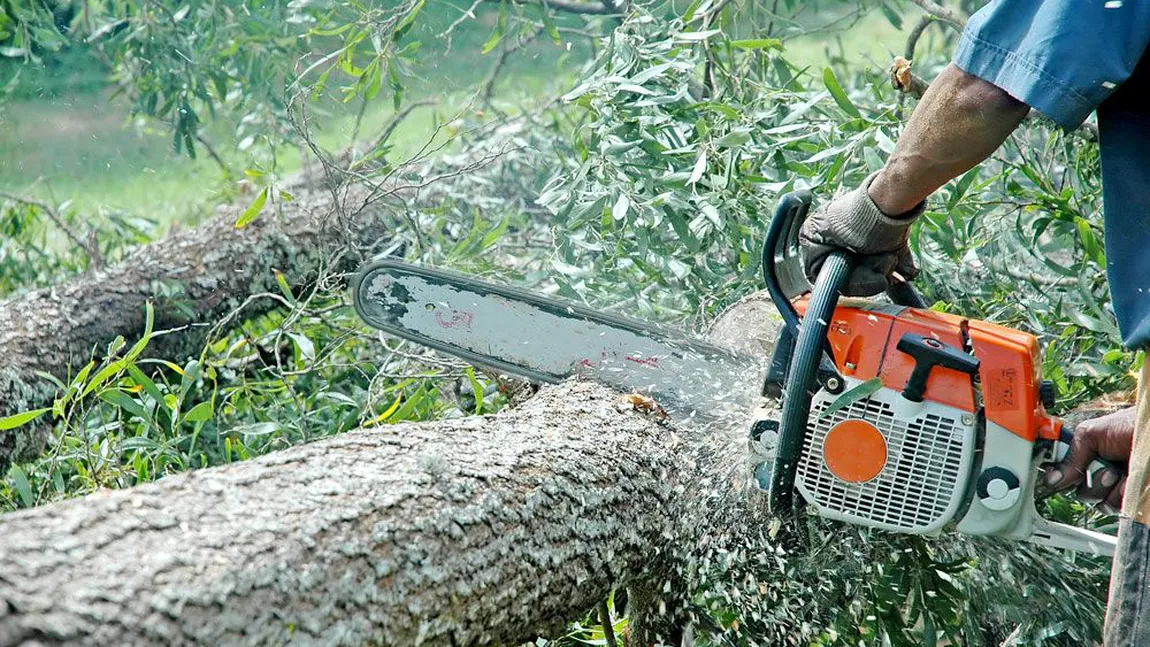 Ministrul Mediului: Pădurea Băneasa devine pădure de protecţie