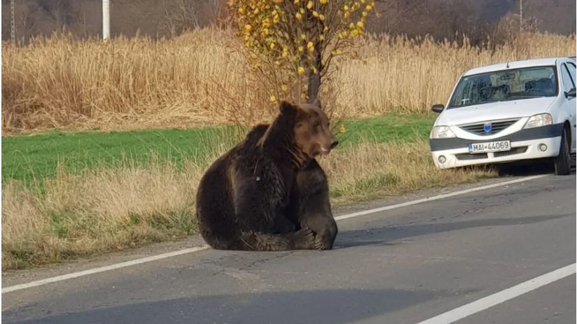 Urs spulberat de maşină la Sibiu