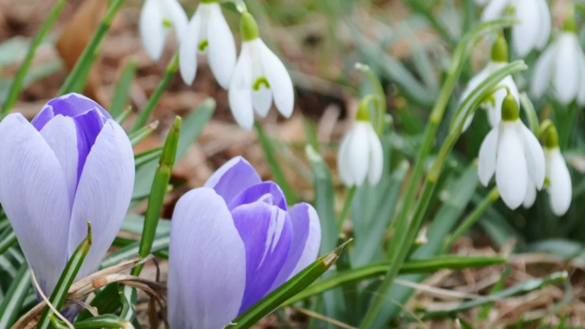 PROGNOZA METEO ANM. Vreme de primăvară la sfârşitul iernii. Se anunţă temperaturi de 16 grade