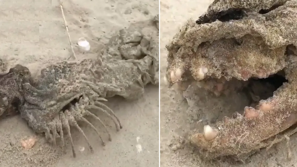 IMAGINI ŞOCANTE Creatură înfiorătoare descoperită pe plajă. Ce ar fi, de fapt, mutantul găsit de un câine VIDEO