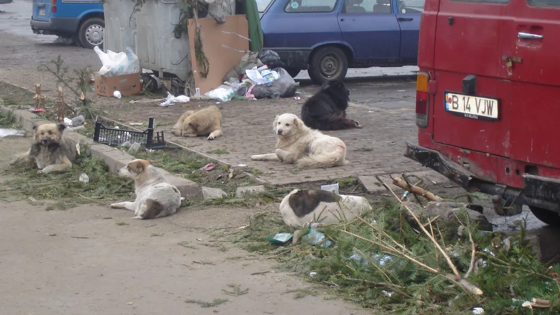 Brexit şi pentru câini. Britanicii avertizează cu privire la câinii aduşi din România, aduc boli în Regat