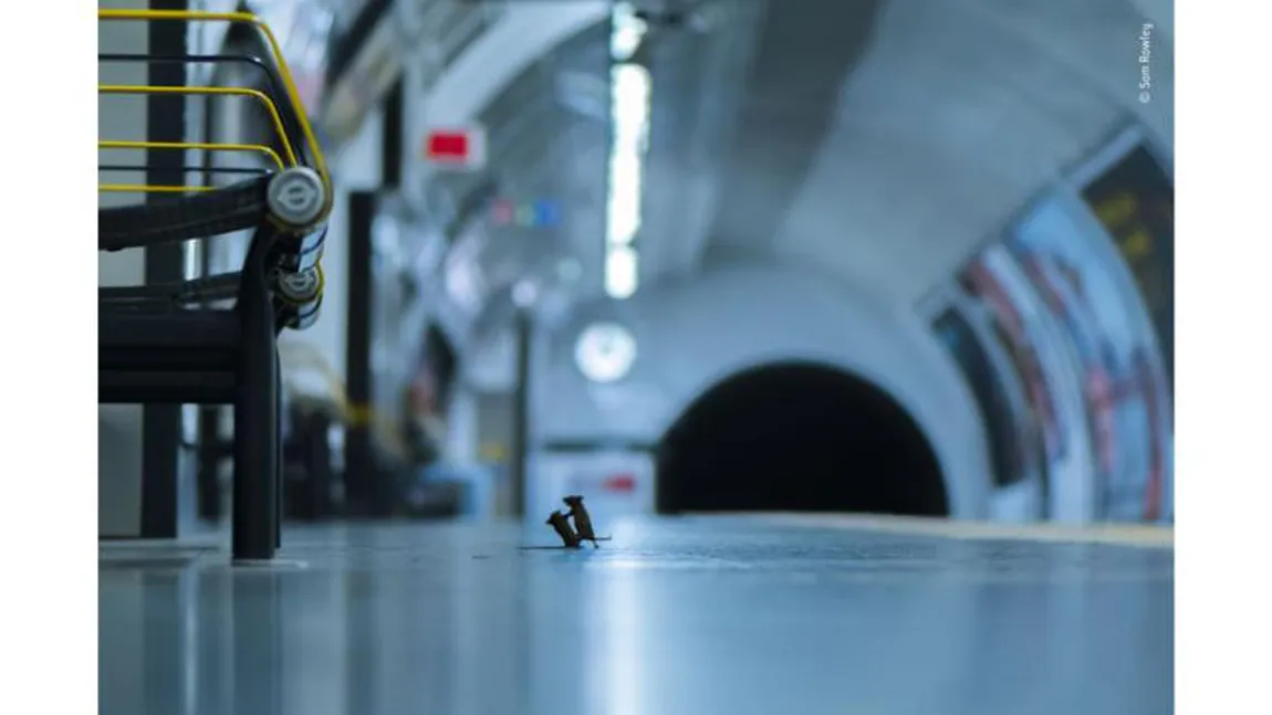Fotografia anului 2019 surprinde doi şoareci luptându-se pe peronul metroului din Londra