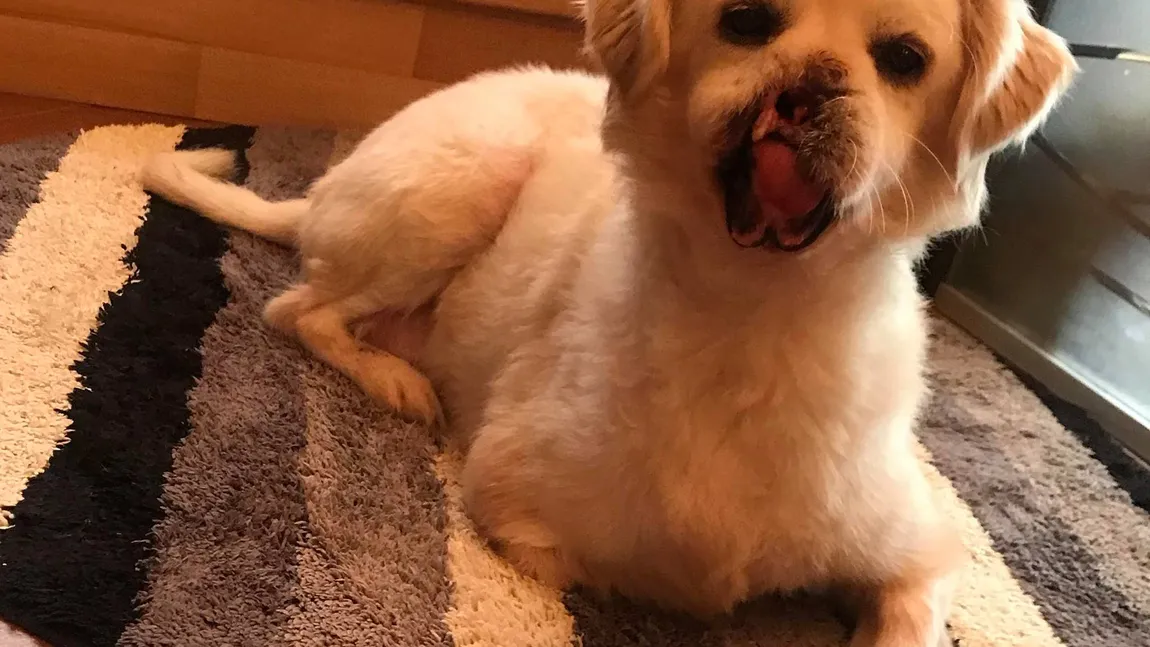 Ce a apărut pe pagina de Facebook Kola Kariola. Mesajul care i-a dat peste cap pe iubitorii de animale