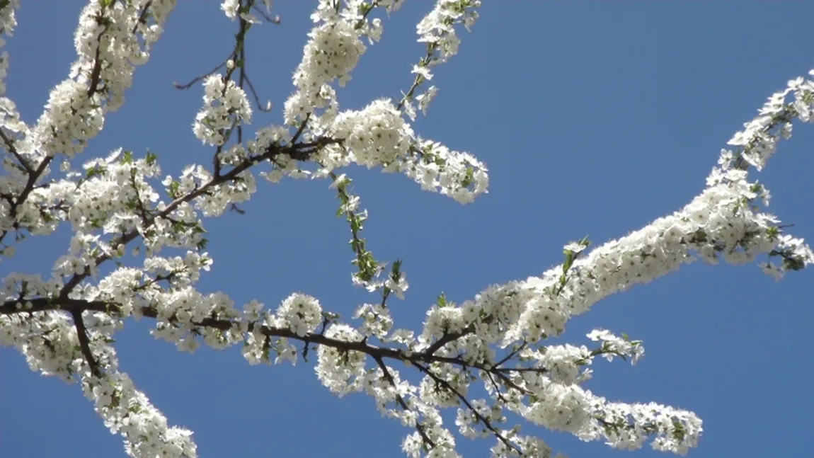 PROGNOZA METEO. Vremea se încălzeşte în toată ţara. Meteorologii anunţă temperaturi de 15 grade marţi