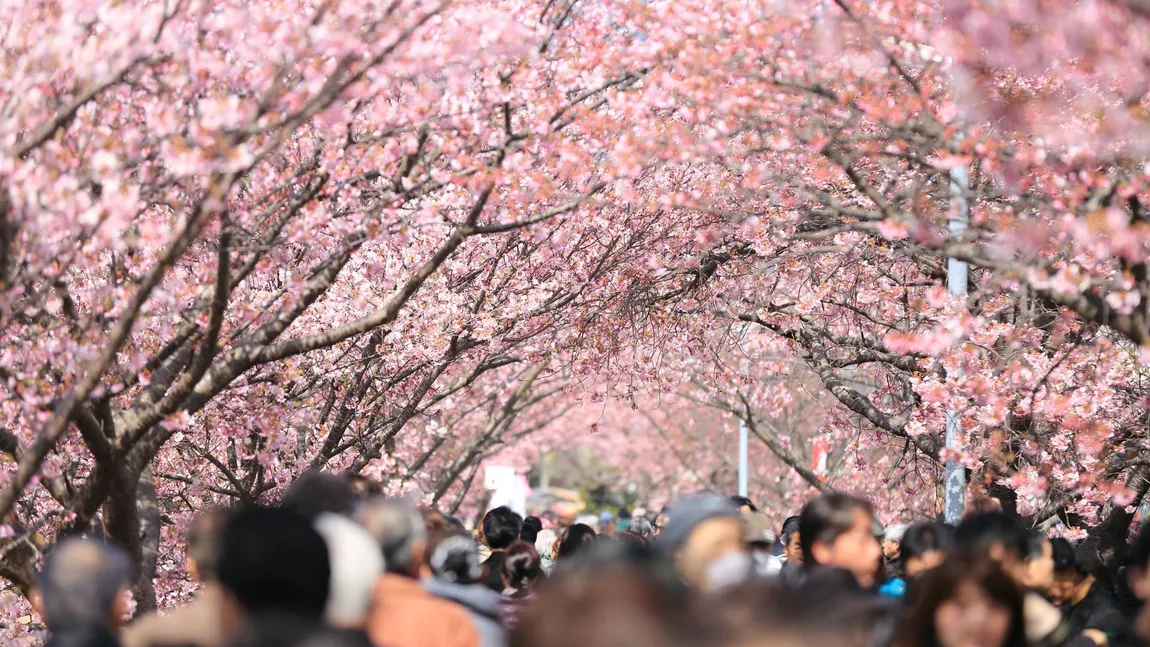 Japonia anulează Festivalul Cireșilor Înfloriți de teama CORONAVIRUSULUI