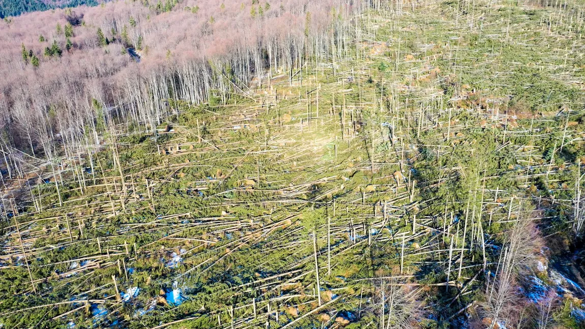 Mitul defrişărilor, demolat: Suprafaţa pădurilor din România a crescut cu peste 9.000 ha în 2019