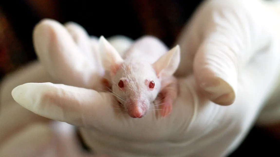 Dezvoltarea vaccinului pentru coronavirus ar putea fi întârziată din cauza lipsei şoarecilor de laborator