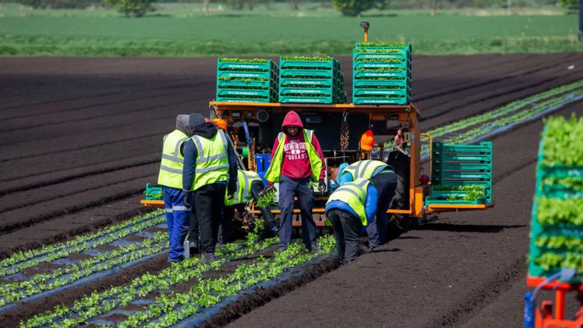 De ce britanicii fug de munca în agricultură: 