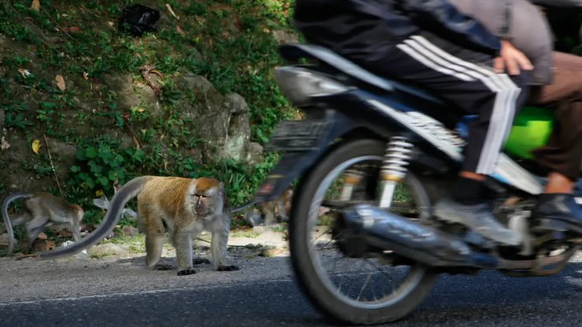 O maimuţă pe motocicletă a încercat să fure o fetiţă. Cazul incredibil a fost surprins de camere VIDEO