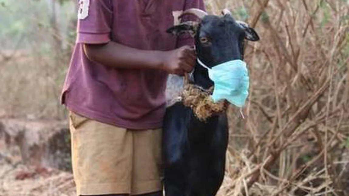 Ţara care interzice purtarea măştilor după ce kiturile de teste au dat rezultate pozitive la o capră şi un fruct pawpaw