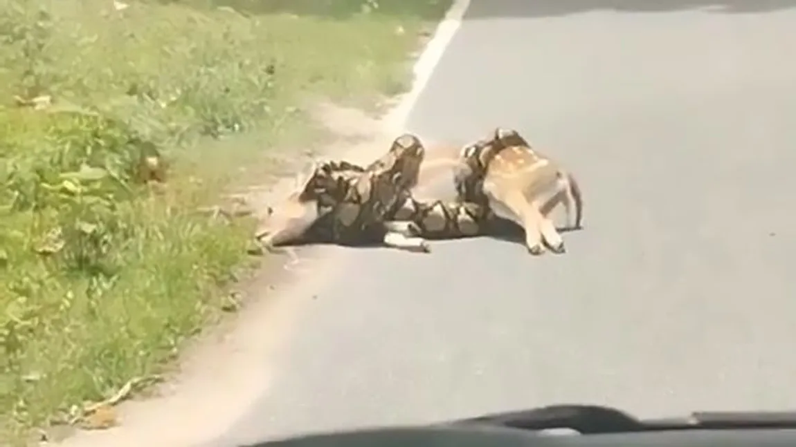 Imagini înfiorătoare! Un piton de 3 metri strangulează căprioarele pe marginea drumului - VIDEO