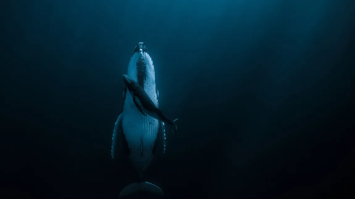 Fotografia spectaculoasă care a câştigat marele premiu al concursului HIPA. Înfăţişează cea mai tandră scenă subacvatică
